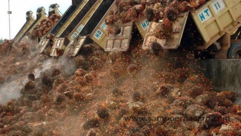 Jangan Sampai Harga TBS Sawit Tertekan