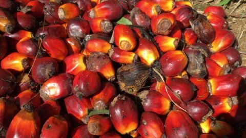 Lanjutkan Hilirisasi Sawit, Gapki Minta PSR Dipacu