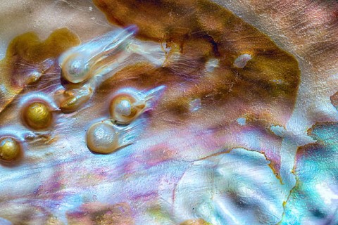 Kemilau Mutiara Mulai Sulit Didapat