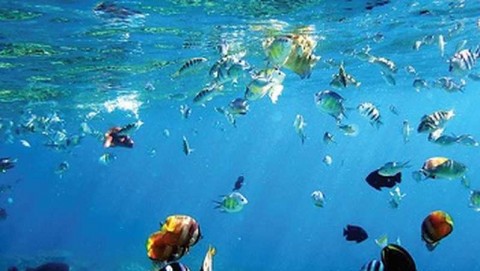 Paradoks Ekonomi Biru