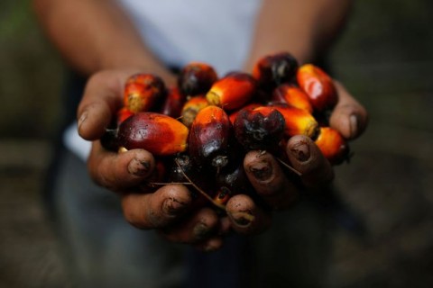 Prospek Emiten Sawit Ditopang Harga CPO