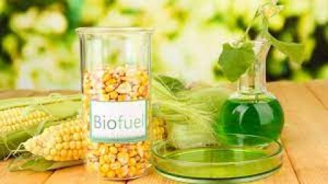 Prospek Cerah Biofuel Nasional