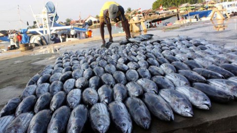 Pemerintah Berlakukan Sistem Kontrak Penangkapan Ikan Mulai Tahun 2022