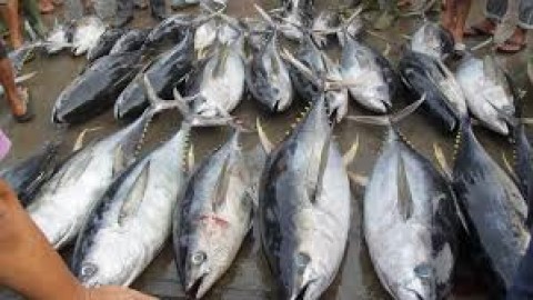 Regulasi Tuna Indonesia Sudah Memadai
