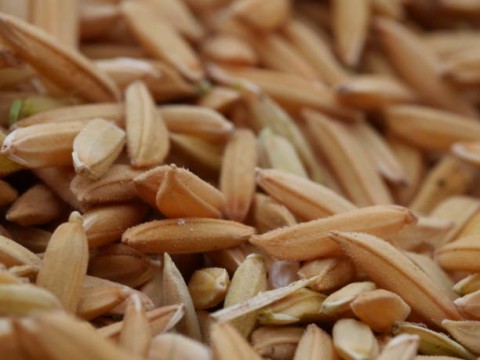 Sulsel Siapkan2.500 TonBenih Padi Mandiri