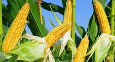 RESTRIKSI EKSPOR PANGAN : Pemerintah Pacu Produksi Jagung