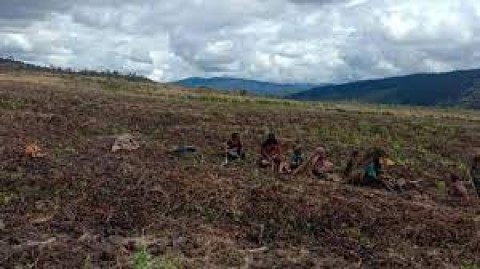 Kelaparan Landa Papua Tengah