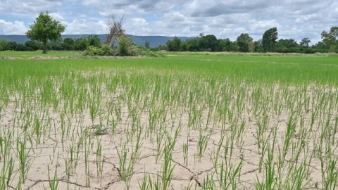 200 Hektar Sawah Cirebon Menganggur