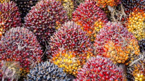 Harga Tandan Sawit dan Pupuk Jadi Catatan