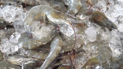 Ekspor Udang ke AS BakalTerkena Bea Masuk 6,3 Persen