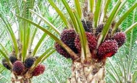 KInerja Ekspor Sumatera Utara, Kelapa Sawit Punya Andil Besar