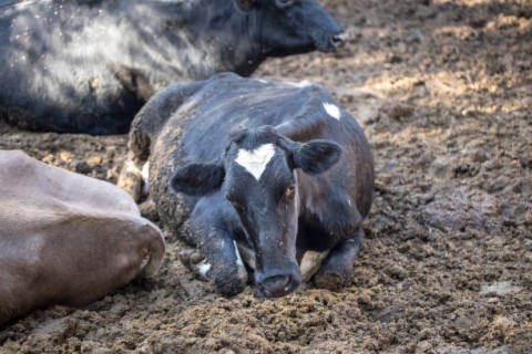 Peternak GuremDapat Prioritas