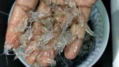 Jutaan Benur IlegalMengalir ke Vietnam