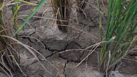 Faktor Iklim Tekan Produksi Padi