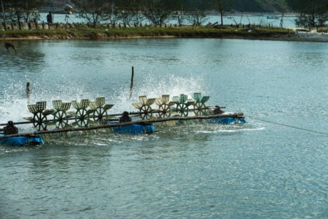 Limbah Tambak UdangPicu Konflik Warga