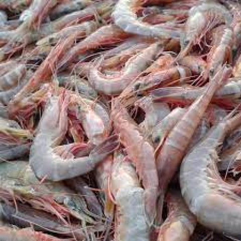 Kemudahan Izin Akan Dongkrak Produksi Udang