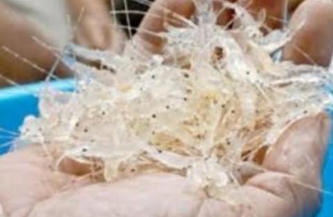 Aturan Baru Harga Benih Bening Lobster