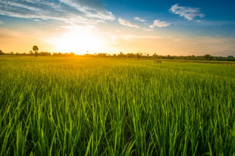Ribuan HektarSawah Baru Dicetak di Kalteng