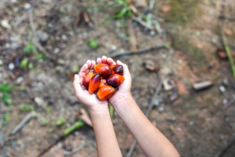 PE Dihapus,  Saham 13 Emitem Sawit Menghijau