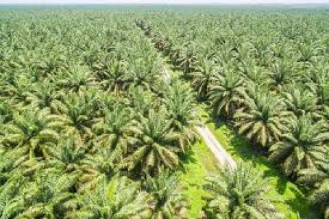 Gapki: Ekspor Sawit RI ke India Masih Normal