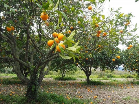 Siapkan 1.000 Ha, Wujudkan Kampung Buah