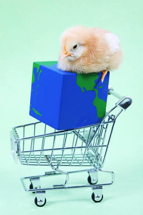 Ekspor Anak Ayam Buka Peluang