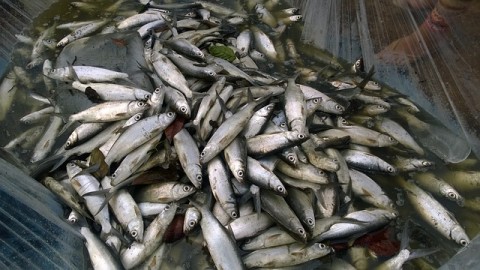 Ikan Bandeng Bawa Sulsel Deflasi 0,25%