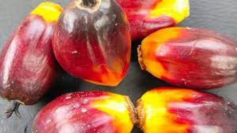 Efek Negatif Ekspor CPO Lebih Besar