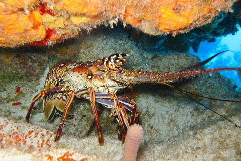 Batalkan Baby Lobster Rp 8 Miliar