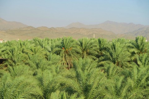 Kalsel Targetkan 10.700 Hektare Peremajaan Sawit