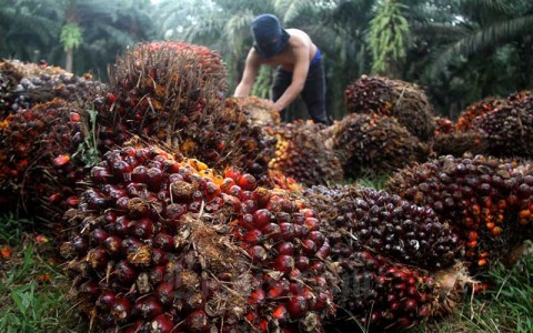 Petani KelapaSawit Terjepit