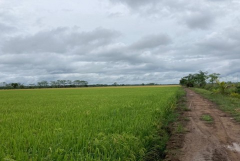 Jalan Panjang Mencetak Sawah di Lahan Gambut