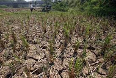 Dampak El Nino, Produksi BerasDiproyeksi Turun 530.000 Ton