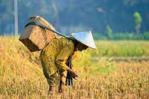 BPDPKS Siap Libatkan Petani dalam Rantai Pasok Biodiesel