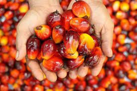 ANJT Minimalisir Dampak El Nino