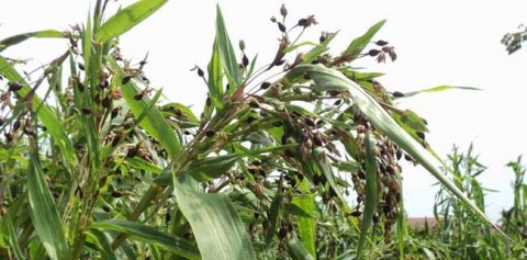 TangguhnyaPerempuan Hanjeli dariJawa Barat Selatan