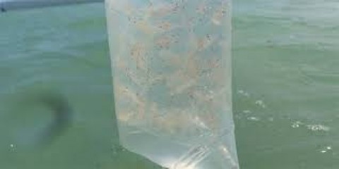 BENIH LOBSTERTriliunan Rupiah Menguap di Jalur Transit Sumsel