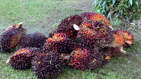 Penurunan Kinerja Ekspor  Sawit Diprediksi Berlanjut