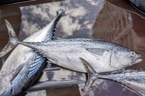 Potensi Sumber Daya Ikan Indonesia