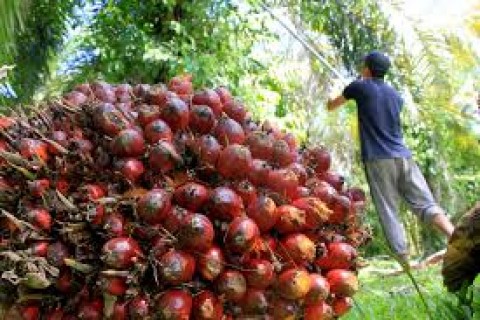 Nasib Buruh Kebun Diabaikan, tetapi Suara Diperebutkan
