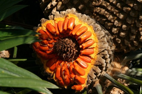 Kelapa Sawit : Aturan Pungutan Bisa Berdampak Positif