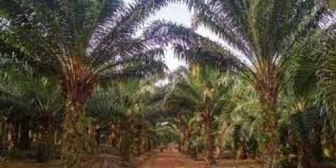 DPR : Ada Kebun Sawit Ilegal 1,8 Juta Ha di Riau