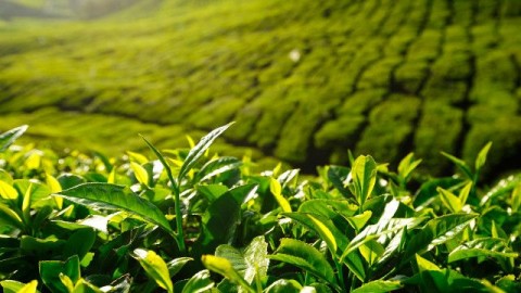 Teh Indonesia Terjual Rp 57 Miliar di Selangor