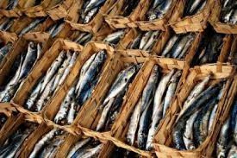 Penjualan Ikan Pindang BesekMencapai Rp 16 Triliun Setahun