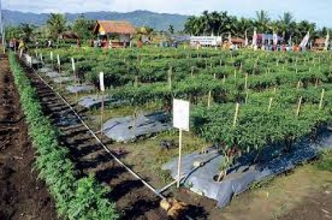 Menanti Tuaian KebunContoh di Lembata