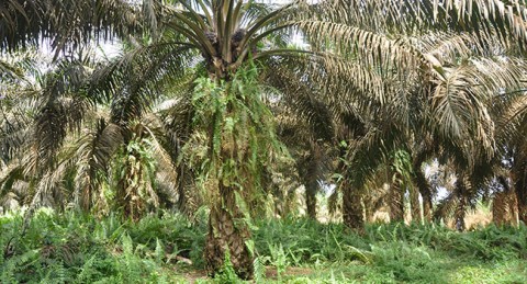 Quantum Leap Komoditas Sawit Muba