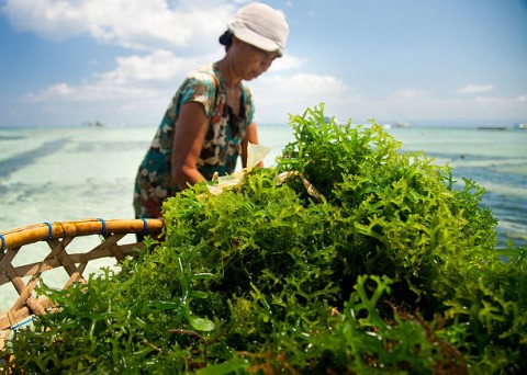 Geliat Desa Devisa Rumput Laut