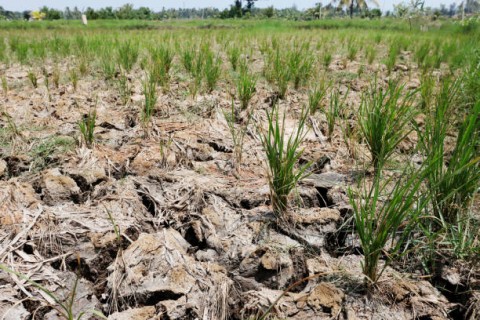 ProduksiPadi Terancam Turun