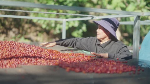 Proyeksi Produksi Kopi Indonesia