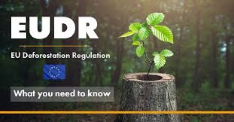 Antisipasi EUDR, PercepatPendataan Pekebun